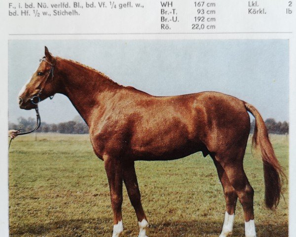 Deckhengst Gluecksbote (Brandenburger, 1983, von Glimmer 2686)