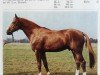 stallion Gluecksbote (Brandenburg, 1983, from Glimmer)