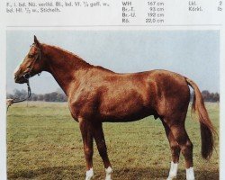 stallion Gluecksbote (Brandenburg, 1983, from Glimmer 2686)