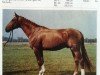 stallion Gigant (Noble Warmblood, 1983, from Gutachter)