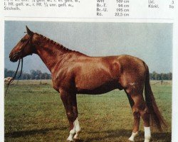 stallion Gigant (Noble Warmblood, 1983, from Gutachter 2687)