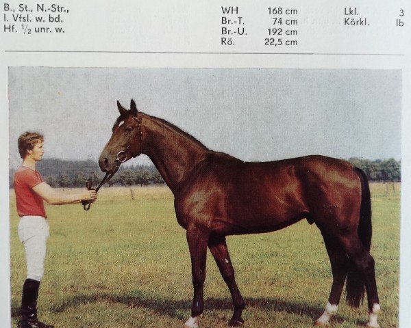 stallion Gilbert (Noble Warmblood, 1982, from Granat)