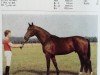 stallion Gilbert (Noble Warmblood, 1982, from Granat)