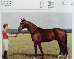 stallion Gilbert (Noble Warmblood, 1982, from Granat)