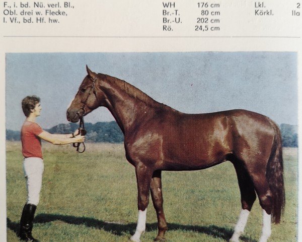 stallion Feuertanz II (Brandenburg, 1982, from Feierzug)