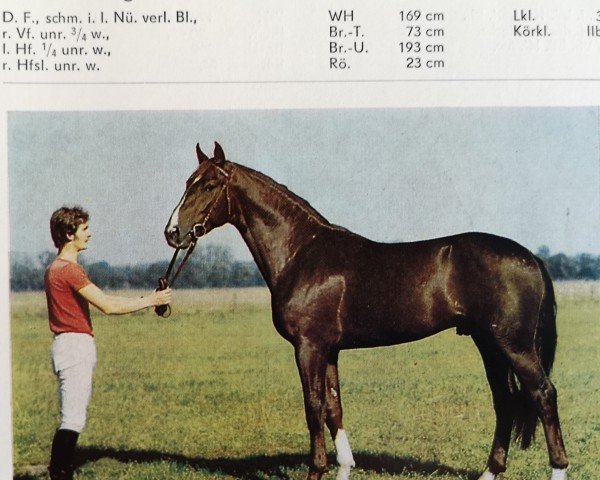 stallion Ferrit (Mecklenburg, 1982, from Ferrum)