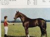 stallion Ferrit (Mecklenburg, 1982, from Ferrum 3202)