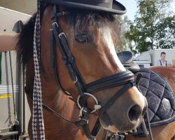 Dressurpferd Kastanjehof Nobleman (Welsh Mountain Pony (Sek.A), 2008, von Kastanjehof Hurricane)