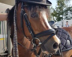 dressage horse Kastanjehof Nobleman (Welsh mountain pony (SEK.A), 2008, from Kastanjehof Hurricane)