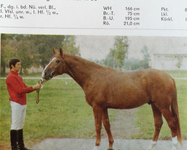 stallion Fabulist (Trakehner, 1980, from Ralf)