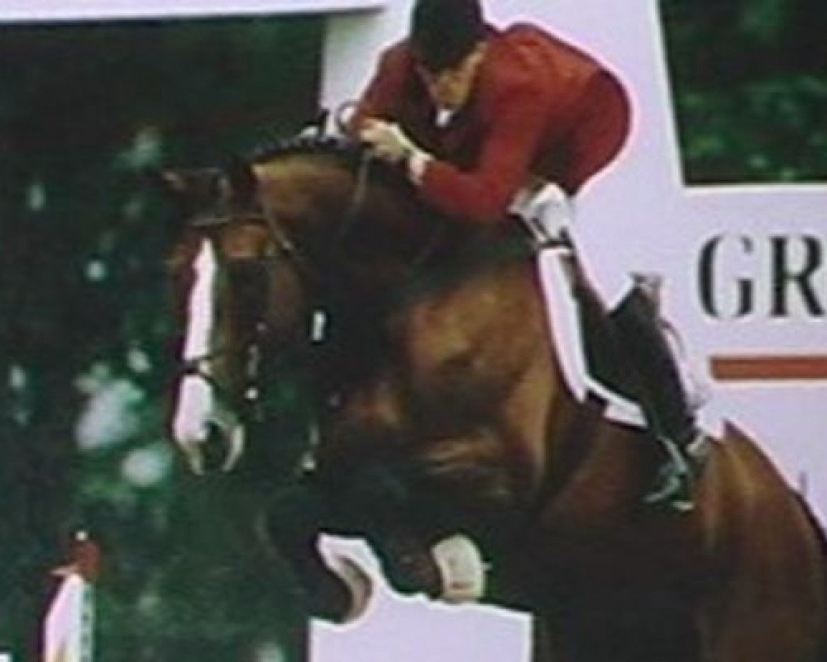 Deckhengst Sioux de Baugy (Selle Français, 1984, von Grand Veneur)