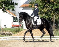 dressage horse Forever For You (Hanoverian, 2016, from Follow Me OLD)