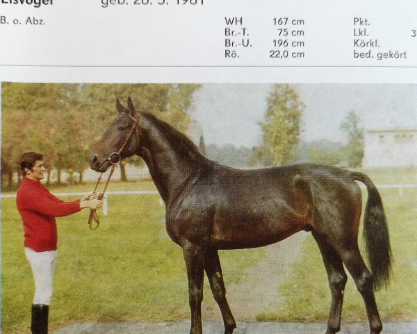 stallion Eisvogel (Hanoverian, 1981, from Eisenherz I)