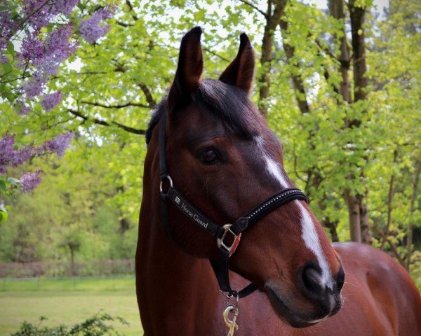 jumper Clintino 9 (Hanoverian, 2009, from Clintord)