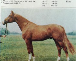 stallion Dolon (Mecklenburg, 1983, from Dietar)