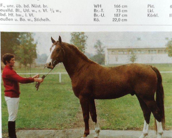 stallion Desor (Mecklenburg, 1981, from Disponent)