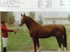 stallion Desor (Mecklenburg, 1981, from Disponent)