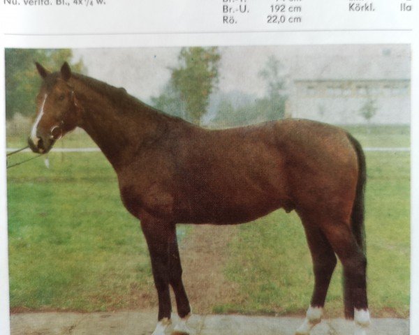 stallion Dakota II (Thuringia, 1981, from Disponent)