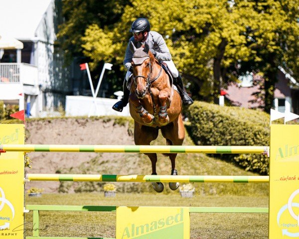 jumper DPS Camelot (Irish Sport Horse, 2015, from Camillo VDL)