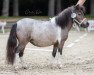 broodmare Edana vom Weserwind (Shetland pony (under 87 cm), 2017, from Elias van de Schellenkrans)