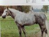 stallion Ansgard (Mecklenburg, 1981, from Adriano)