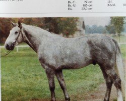 stallion Ansgard 2738 (Mecklenburg, 1981, from Adriano 3397)