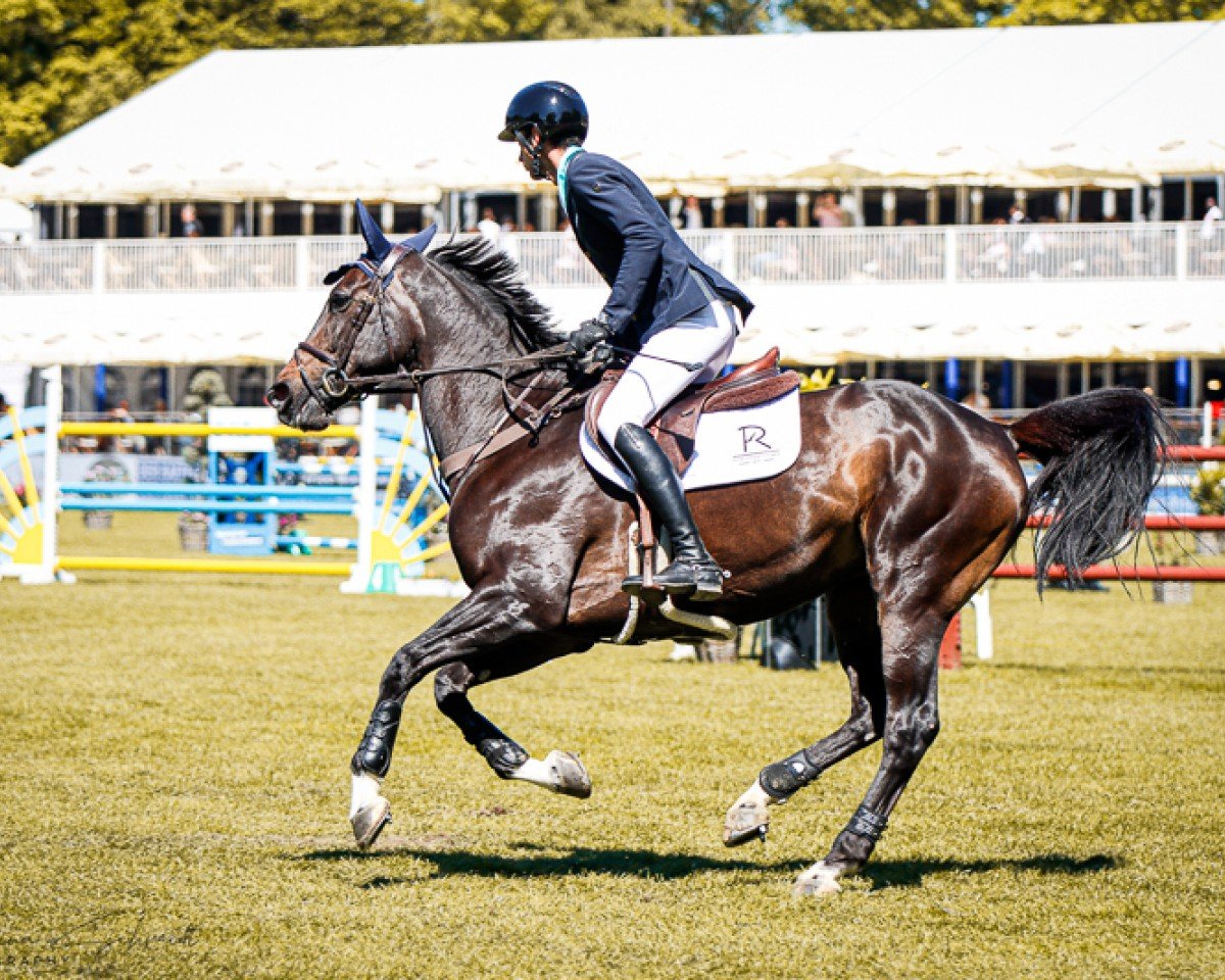 jumper Phelina de Septon (Belgian Warmblood, 2015, from Jenson van't Meulenhof)