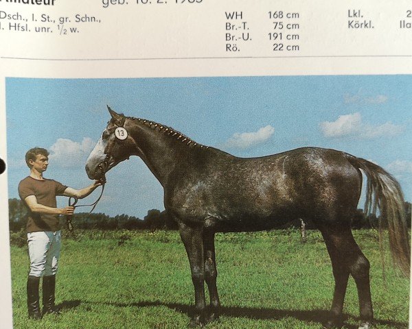 stallion Amateur (Noble Warmblood, 1985, from Adept)