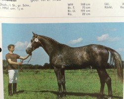 Deckhengst Amateur (Edles Warmblut, 1985, von Adept 2602)