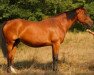 broodmare Edelweis Champeix (Selle Français, 1992, from Sioux de Baugy)