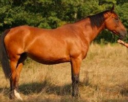 broodmare Edelweis Champeix (Selle Français, 1992, from Sioux de Baugy)