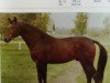 stallion Alexus I (Hanoverian, 1981, from Alexander)