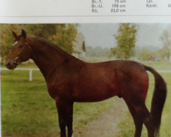 horse Alexus (Noble Warmblood, 1981, from Alexander 2608)