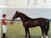stallion Alexus II (Brandenburg, 1982, from Alexander)