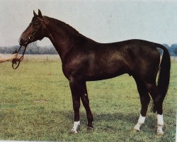 stallion Alexus II 2759 (Brandenburg, 1982, from Alexander 2608)