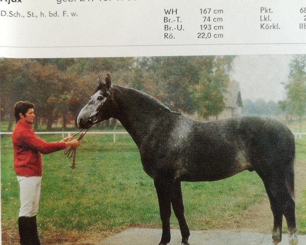 stallion Ajax (Brandenburg, 1980, from Alexander)