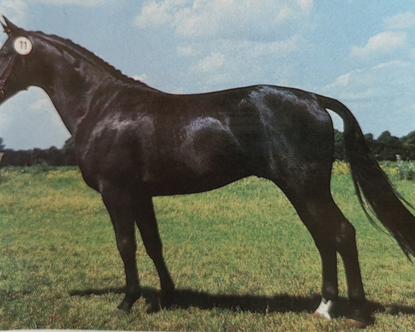 stallion Adsino (Brandenburg, 1994, from Adriano)