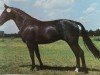 stallion Adsino (Brandenburg, 1994, from Adriano)