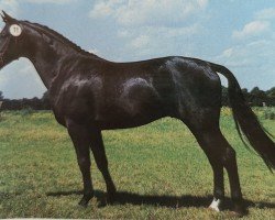 stallion Adsino (Brandenburg, 1994, from Adriano 3397)