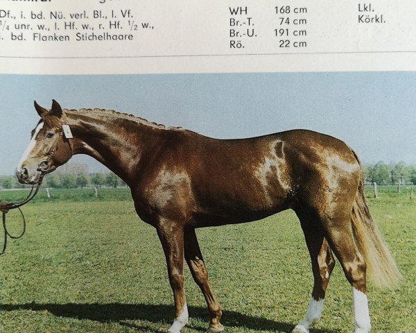 stallion Admiral (Mecklenburg, 1984, from Adriano)