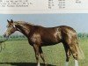 stallion Admiral (Mecklenburg, 1984, from Adriano)