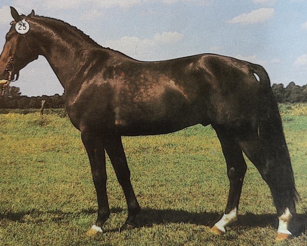 stallion Erfolg (Noble Warmblood, 1985, from Ephor)
