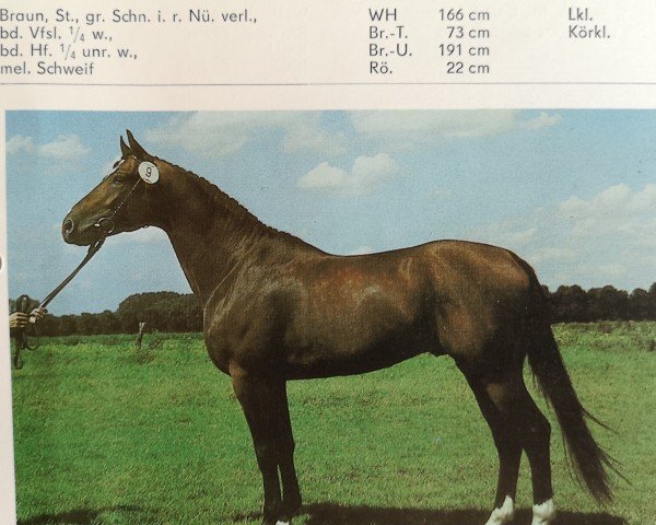 stallion Adiso 1470 (Thuringia, 1985, from Adishan 1380 Mo.)