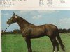 stallion Adiso 1470 (Thuringia, 1985, from Adishan 1380 Mo.)