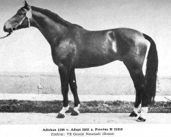 Deckhengst Adishan 1380 Mo. (Edles Warmblut, 1977, von Adept 2602)