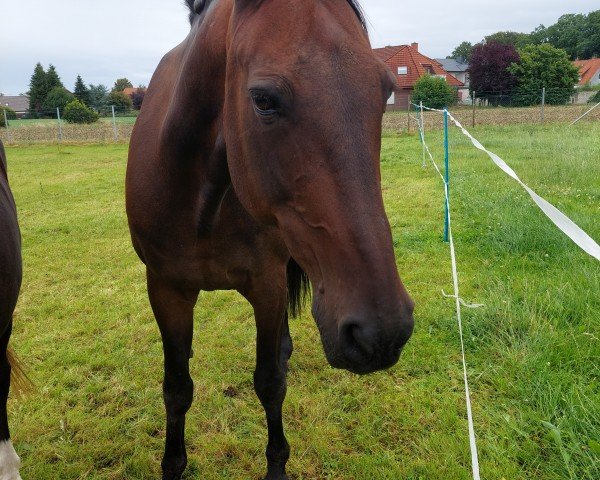 horse Mister Shane (Traber, 2001, from Shane Scottseth)