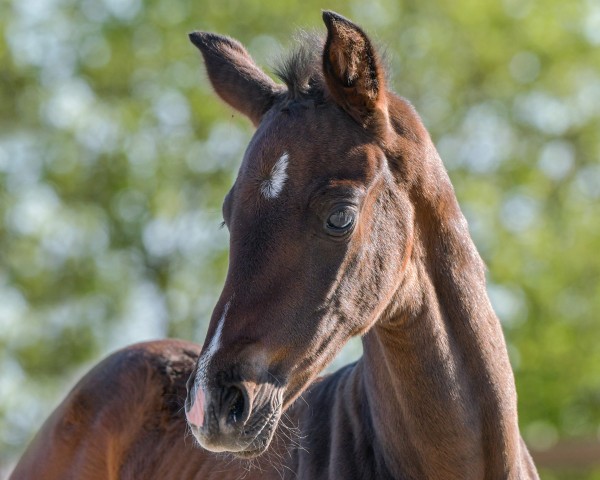 foal by Rock my Heart P (Hanoverian, 2024, from Rock for Me)