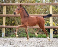 dressage horse Fider`s Fiona P (Hanoverian, 2024, from Fidertanz)