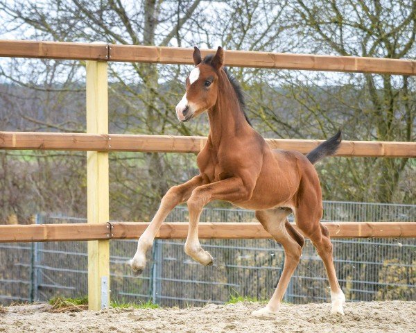 foal by Zalamero P (Hanoverian, 2024, from Zarenball)