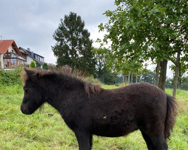 Pferd Black Jack vom Pfingsthof (Shetland Pony (unter 87 cm), 2021, von Zirco van Polderka)